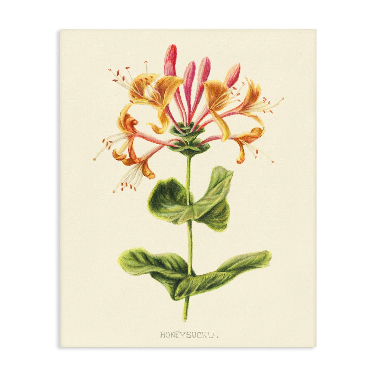 Stupell Industries Honeysuckle Vintage Illustration Canvas, design by Connie Resch